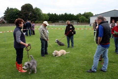 Jonge Honden