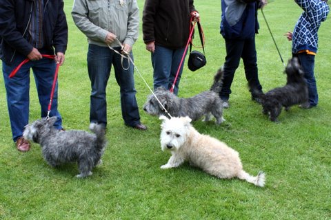 Jonge Honden